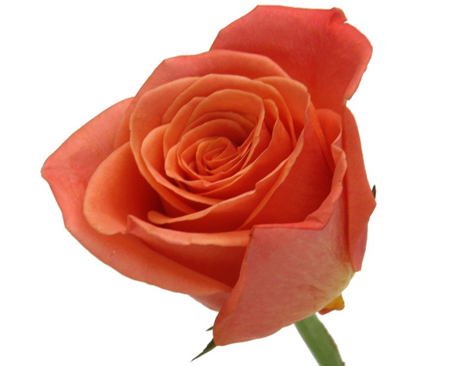 Rose Orange Crush